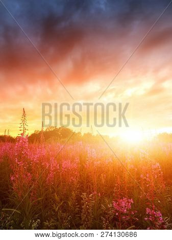 Pink Ivan-tea Or Epilobium Herbal Tea On Sunset Field, Close-up. Flowers Of Rosebay Willowherb In Th