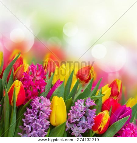 Pink And Violet Hyacinths With Tulips Fresh  Flowers  Border Over Bokeh Background With Copy Spce