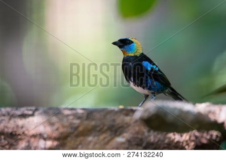 Golden hooded tanager (Tangara larvata) is a medium-sized passerine bird.  Adult male has a golden h