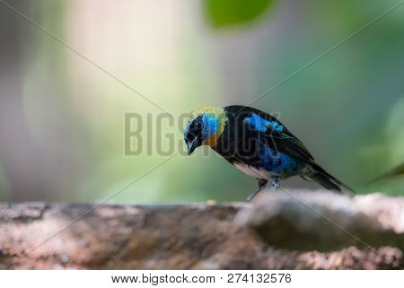 Golden hooded tanager (Tangara larvata) is a medium-sized passerine bird.  Adult male has a golden h