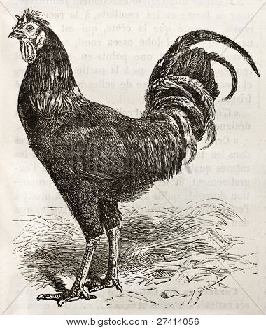 La Fleche kip hoofd oude illustratie. Gemaakt door Jacque en Lavieille, gepubliceerd op Merveilles de