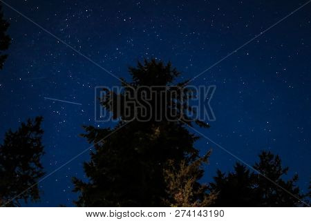Stars And Starlight Up Over Fir Treesin Washington