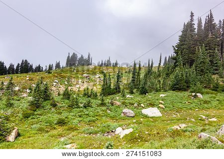 Rocks And Grass And Trees Subalpine Meadow In Washington