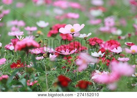 A Cosmos Bipinnatus Cloroful Flowers Garden In Spring
