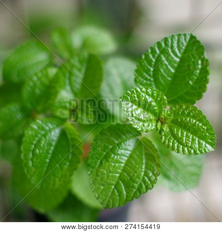 Peppermint Oil Is A Biennial Plant Elig The Ground. Dark Red Stems.