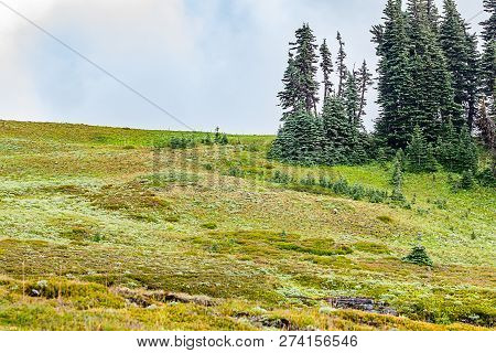 Grouping Of Trees On Edge Of Subalpine Meadow With Deep Fog