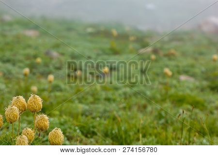 Subalpine Meadow On August Morning With Pasque Seedheads And Fog