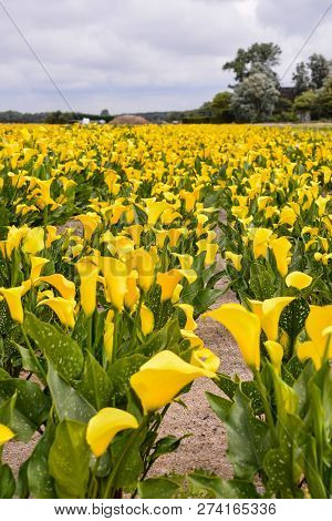 Photo Picture Of Calla Flower Colored Garden Field Cultivation