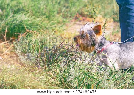 Yorkshire Terrier With A Collar At The Feet Of The Owner, On The Background Of Grass