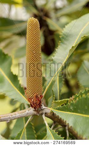 Dramatic Looking Flower Spike Of Banskia Robur Or Swamp Banksia, An Australian Native Coastal Plant