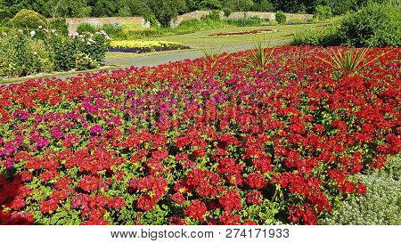 Large Flower Bed.  Red And Pink Flowers .green Tree.