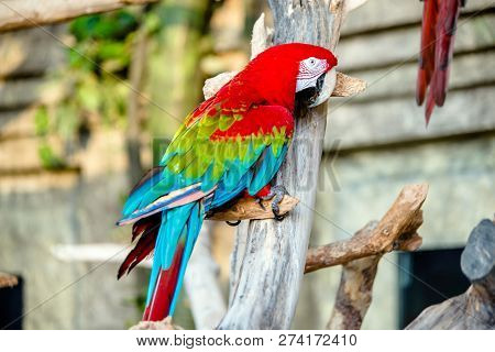 Green-winged Macaw Sitting On A Branch.green-winged Macaw.