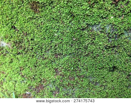 Baground Moss, Green Moss, Stick To The Wall, Green, Natural, Biground