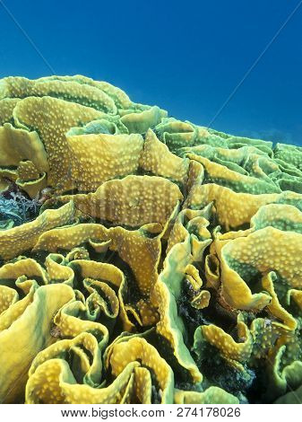 Coral Reef With Yellow Turbinaria Mesenterina At The Bottom Of Tropical Sea, Underwater Landscape