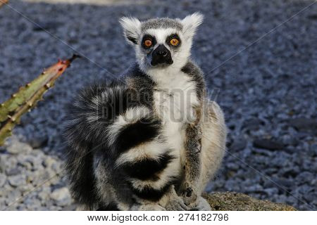 A Striped African Lemur Stares At The Camera