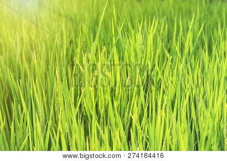 Green Rice Fields.rice Field. Rice Green Stalks.japan.nagoya.
