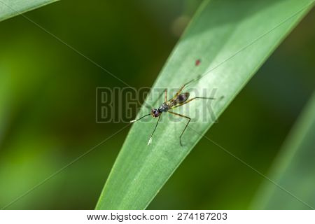 Diptera In Small Size On Leaves In Nature.