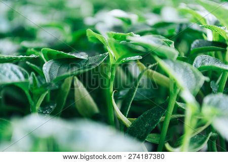 Green Leaves On Young Pepper. Green Background.