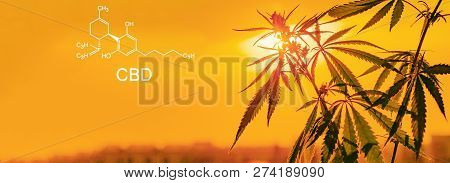 Growing Premium Marijuana And Cannabis Products. Medical Thc And Cbd Contents In Sativa, Indica. Hig