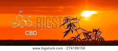 Cannabis Of The Formula Cbd And Thc Elements In Cannabinoid. Blurred Background With Soft Focus