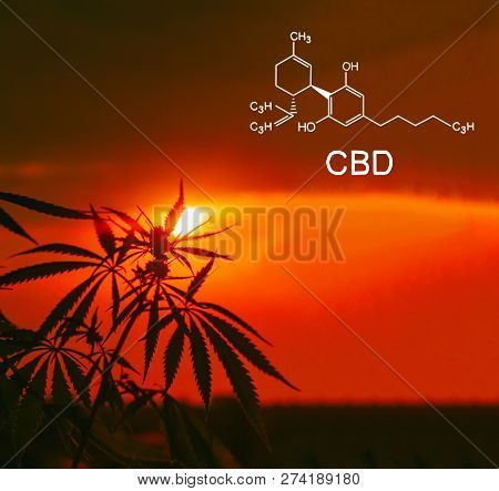Cannabis Of The Formula Cbd. Growing Premium Marijuana Products. Medical Thc Content In Sativa, Indi