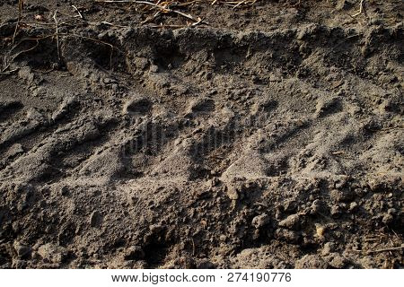 Traces Of Tracklaying Tractor And Rests Of Dry Plants.