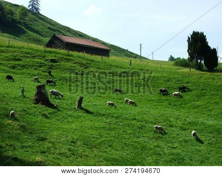 Cows At The Outskirts Of The Village Zürchersmühle - Canton Of Appenzell Ausserrhoden, Switzerland