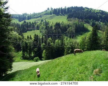 Cows At The Outskirts Of The Village Zürchersmühle - Canton Of Appenzell Ausserrhoden, Switzerland