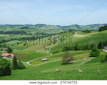 Cows At The Outskirts Of The Village Zürchersmühle - Canton Of Appenzell Ausserrhoden, Switzerland