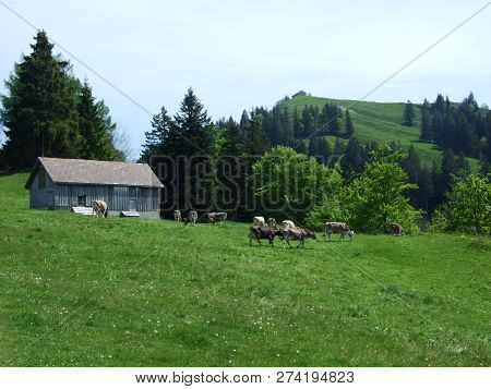 Cows At The Outskirts Of The Village Zürchersmühle - Canton Of Appenzell Ausserrhoden, Switzerland