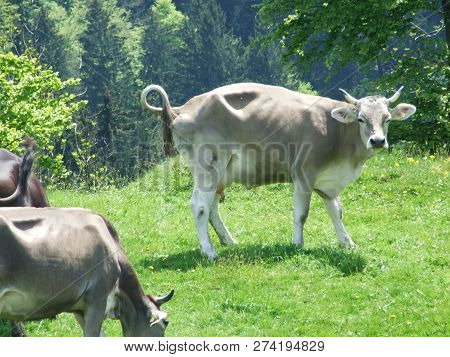 Cows At The Outskirts Of The Village Zürchersmühle - Canton Of Appenzell Ausserrhoden, Switzerland