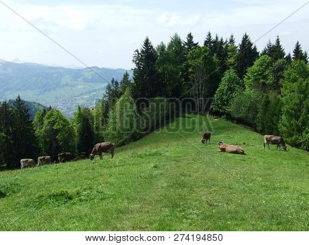 Cows At The Outskirts Of The Village Zürchersmühle - Canton Of Appenzell Ausserrhoden, Switzerland