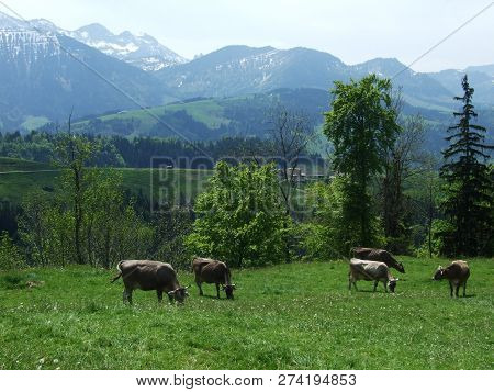 Cows At The Outskirts Of The Village Zürchersmühle - Canton Of Appenzell Ausserrhoden, Switzerland