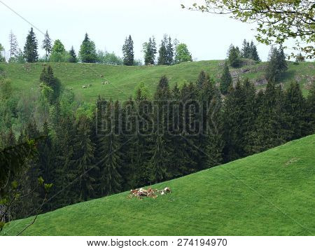 Cows At The Outskirts Of The Village Zürchersmühle - Canton Of Appenzell Ausserrhoden, Switzerland