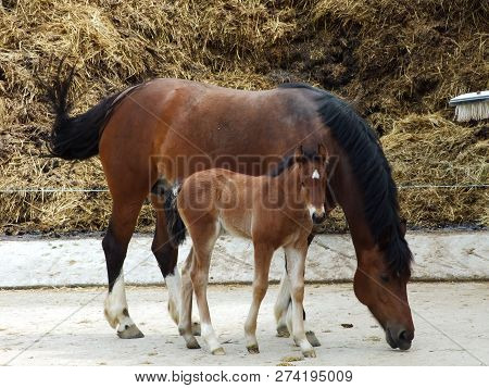 Horses On A Farm In The Village Zürchersmühle - Canton Of Appenzell Ausserrhoden, Switzerland