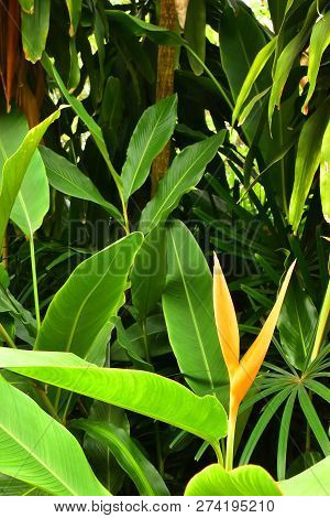 Beautiful Yellow Heliconia With Leaves On The Side Way