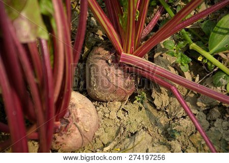 Close Up Of Pink Color Beetroot ( Beta Vulgaris ) Growing In Soil With Stumps Of The Beet Tops, Sele