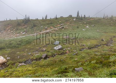 Footpath Running Through Subalpine Meadow At Paradise Trail