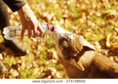 Portrait Of Redheaded Hussy Puppy. The Dog Drinks Water From Plastic Bottle. Woman Holding Her Hand 