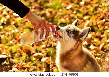 Portrait Of Redheaded Hussy Puppy. The Dog Drinks Water From Plastic Bottle. Woman Holding Her Hand 