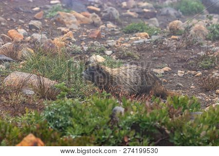 Foggy Alpine Enviornment With Marmot And Stones