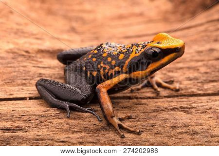 poison dart frog, Ameerega silverstonei. Orange poisonous animal from the Amazon rain forest of Peru.