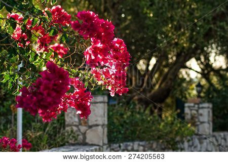 Pink Leaves And Flowers Of Bougainvillea. Green Trees And Brick Wall In The Background. Pink Plant O