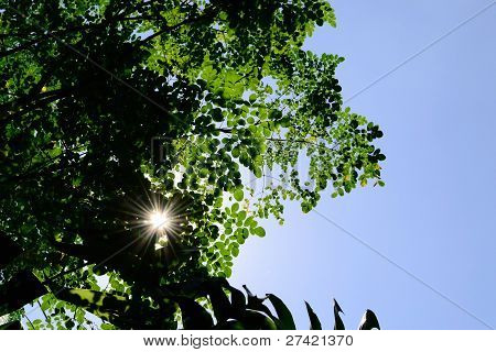 Sonnenstrahlen auf Moringa BlÃ¤tter