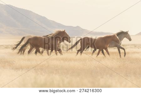 A Herd Of Wild Horses Kick Up Dust Running In The Utah Desert