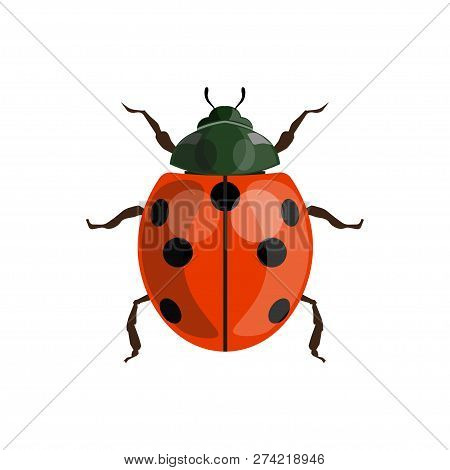 Ladybug (ladybird) Top View. Vector Illustration Isolated On A White Background.