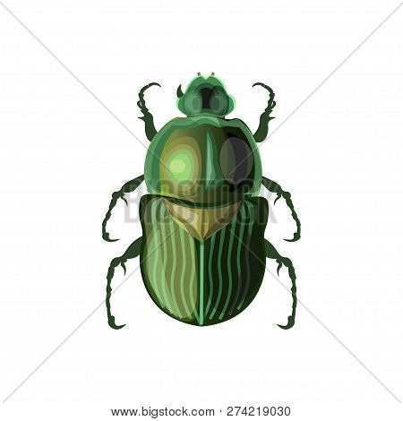 Rose Chafer Image. Vector Illustration Isolated On White Background
