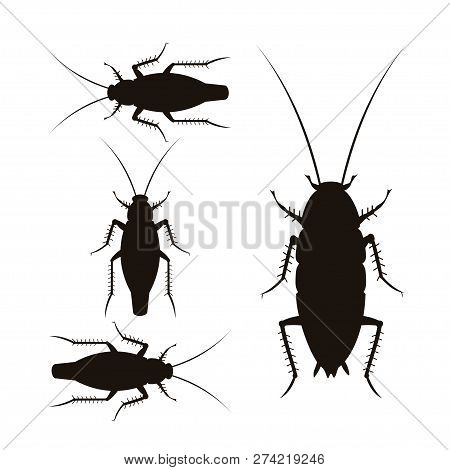 Set Of Vector Silhouettes Of Oriental And German Cockroaches. Illustration Isolated On White Backgro