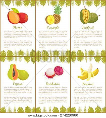 Mango And Pineapple Posters Set With Text Sample And Leaves Of Plants. Jackfruit And Papaya, Rambuta