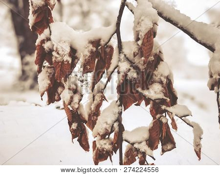 Snowfall. Snow Covered Trees And Autmn Leaves In The Snowfall. Winter In Mountain. Close-up Shot.